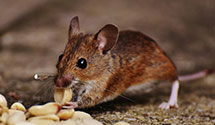 24 Hour & Emergency Exterminators in Dickinson, PA